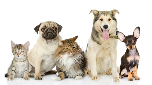 animaux domestiques chiens chats