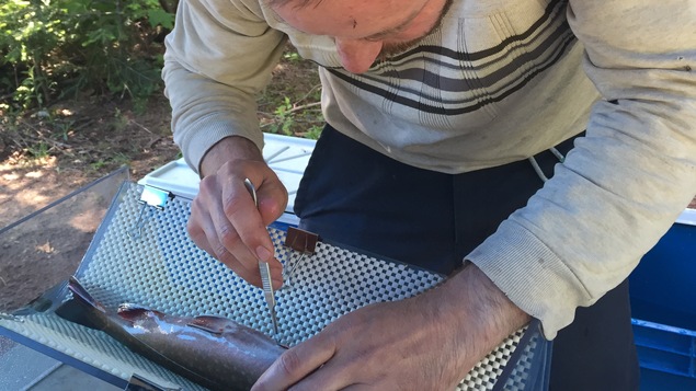 Marc Pépino, de la Chaire de recherche du Canada en écologie des eaux douces, insère les émetteurs dans les truites mouchetées.