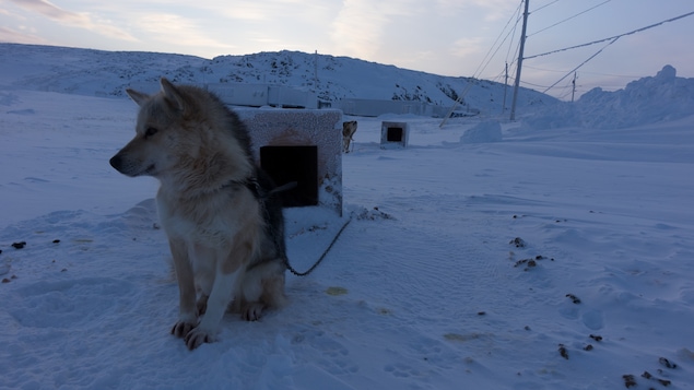 Un chien de traîneau assis dans la neige.