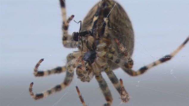 Les proies étaient nombreuses pour les araignées ce printemps. Les proies étaient nombreuses pour les araignées ce printemps.
