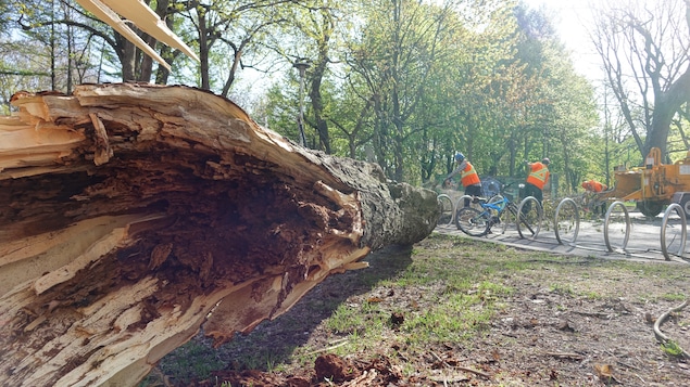 Un arbre couché au sol dont le tronc est vide.