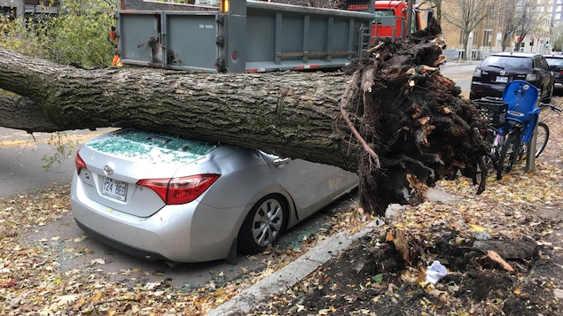 Der Hammer - le Marteau de la Justice de DIEU a frappé ! Arbre-vent-tempete