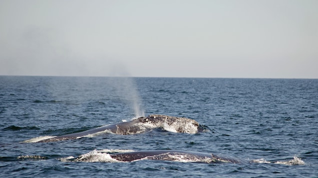 Des baleines noires photographiées par Charlotte Horvath du Réseau
d'observation de mammifères marins.