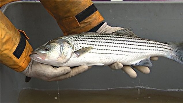 Bar rayé dans les mains d`un pêcheur