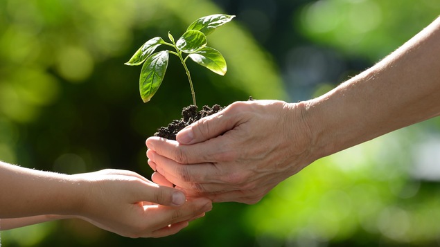 Une personne d'âge mûr passe une petite plante à un enfant.