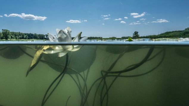 Plan de coupe d'un nénuphar, avec sa partie en surface et sa partie submergée, cette dernière montrant aussi le paysage sous-marin du fleuve Saint-Laurent.