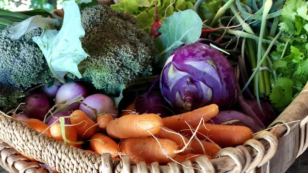 Une panier rempli de légumes colorés.