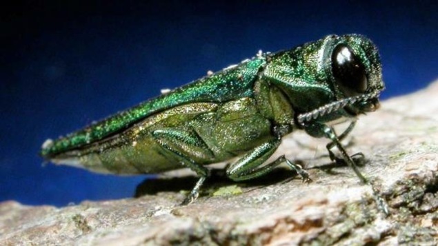 Gros plan d'un insecte sur un arbre.