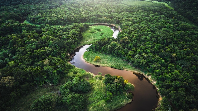 Une forêt traversée par une rivière.