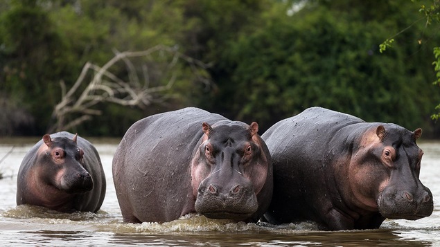 Trois hippopotames sont dans l'eau.