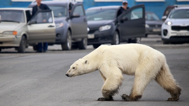Un ours polaire marche dans une rue alors que des automobilistes arrêtés le regardent.