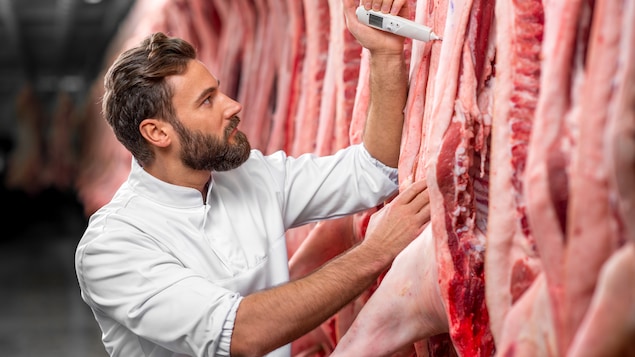 un boucher mesure la température d'un porc à l'aide d'un thermomètre.