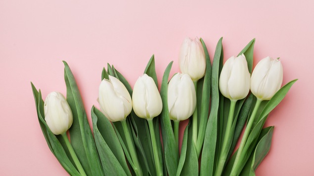 Un bouquet de tulipes blanches coupées sur fond rose