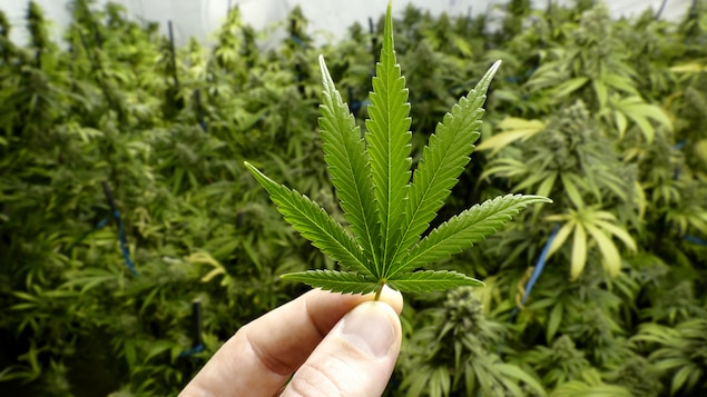 cannabis-pot-marijuana.jpg
