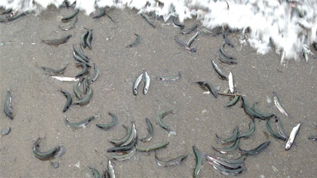 Chaque printemps, le capelan fraie sur les rives du Saint-Laurent.