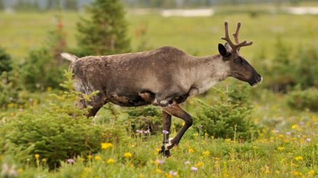 Un caribou traverse un pré.