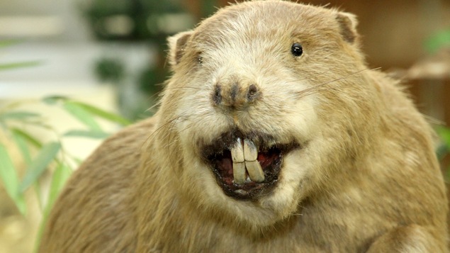 Un castor