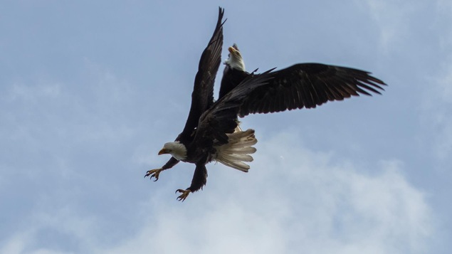 Deux aigles et une photographe = un fait divers digne de Hitchcock