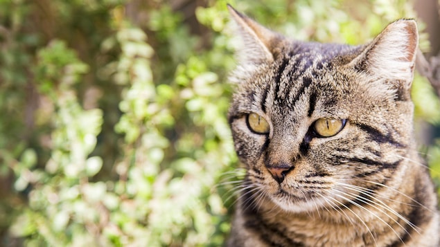Gros plan de la tête d'un chat tigré gris devant des feuilles.