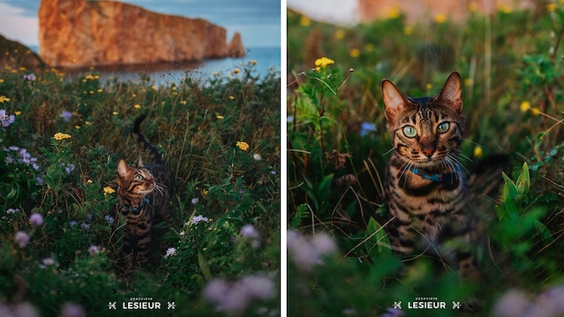 Portrait de chat de la photographe Geneviève LeSieur