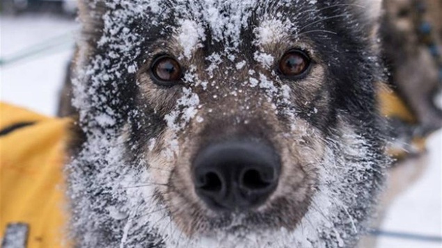 Gros plan sur le visage enneigé d'un chien.