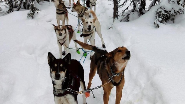 Chiens de traîneau dans un sentier enneigé