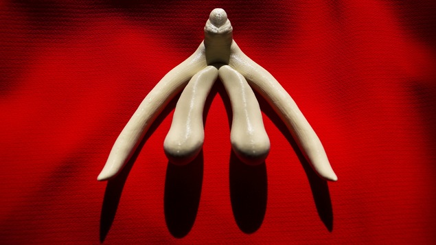 Reproduction en trois dimensions du clitoris, conçue pour des classes d'anatomie humaine.