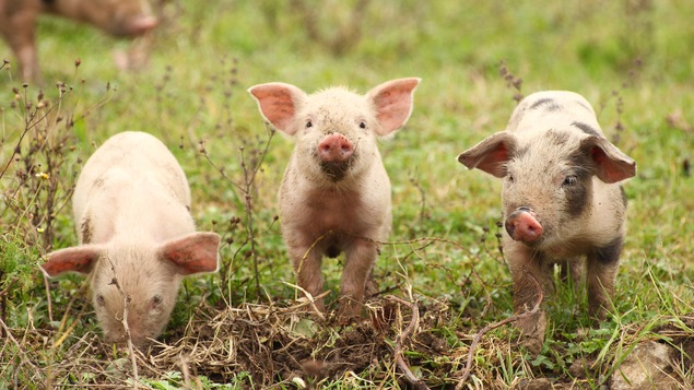 Trois jeunes cochons sont dans un champ.