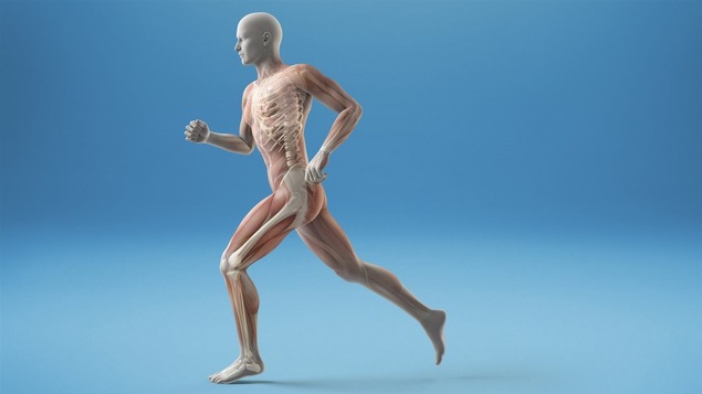 Modélisation d'un corps humain en mouvement, on voit la musculature et une partie du squelette