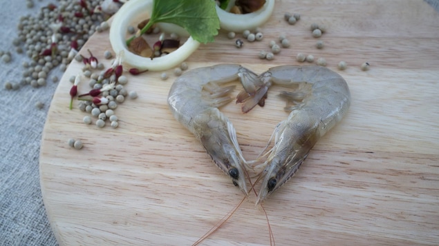 Les crevettes d'ECO Shrimp Garden