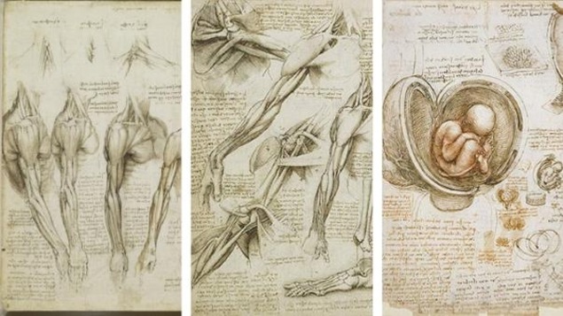 Collage de trois dessins d'époque représentant l'anatomie des bras, des jambes et du fœtus Collage de trois dessins d'époque représentant l'anatomie des bras, des jambes et du fœtus