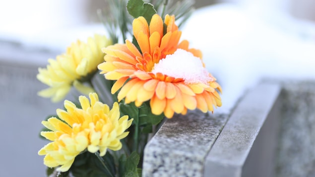 Fleurs jaunes sur une pierre tombale enneigée.