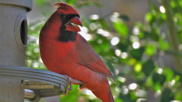 Un cardinal rouge, un oiseau nicheur du Québec, sur une mangeoire