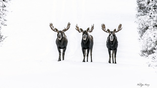 Trois orignaux sur une piste forestière enneigée