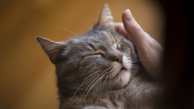 Un chat se fait caresser.