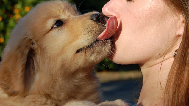 Un chiot lèche le visage de sa propriétaire.