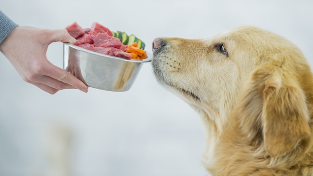Un chien se fait offrir un bol de nourriture.