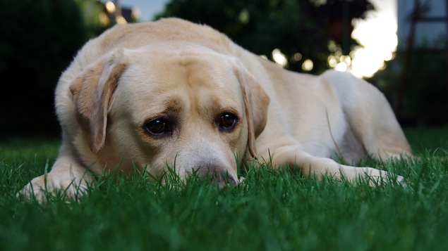 Un chien peut transmettre à son maître le ver intestinal.