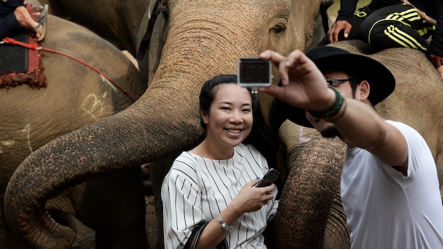 Un homme prend un égoportrait avec un éléphant en Thaïlande.
