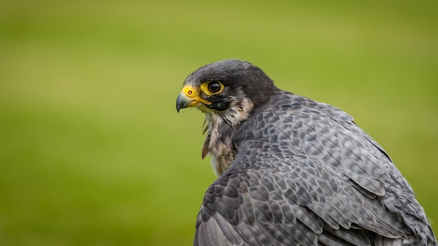 Le faucon émerillon fait partie des 27 espèces d’oiseaux de proie qu'on retrouve au Québec.