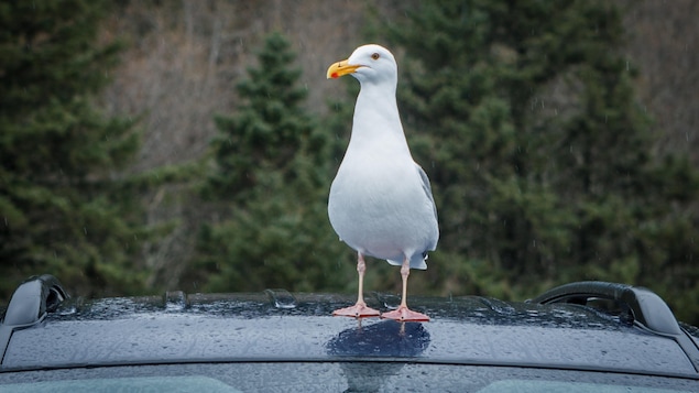 Un goéland se pose sur le toit d'une voiture.