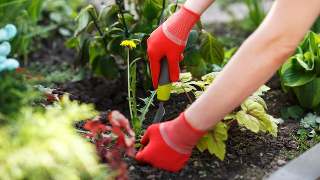 Une femme prend soin de son jardin.