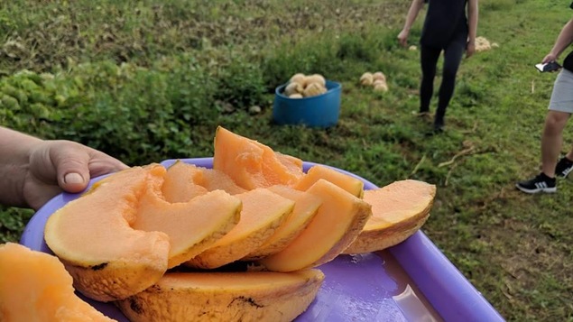 Le melon d'Oka est un des produits mis en valeur par l'opération Gardiens de semences.