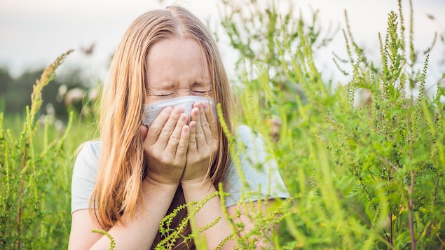 De nombreux Québécois souffrent d'allergies liées à l'herbe à poux.