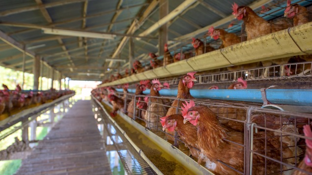 Des poules d'élevage dans des cages.