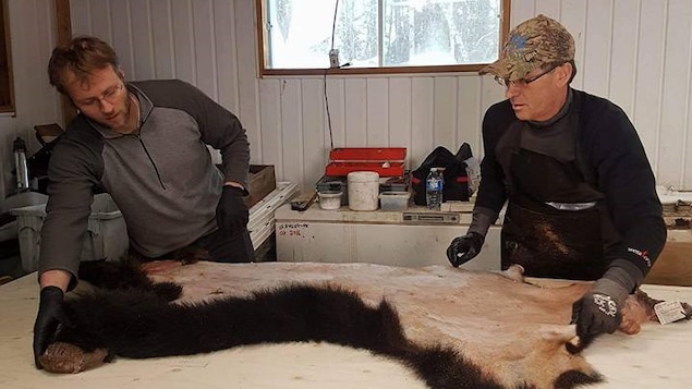Deux trappeurs étendent une peau d'ours.