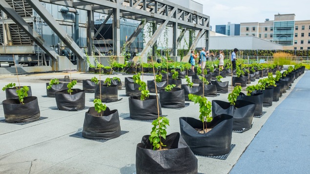 Des vignes dans des pots sur le toit du Palais des congrès de Montréal