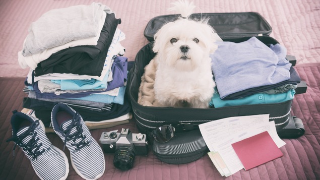 Dans 84 % des cas, ce sont les chiens qui accompagnent les voyageurs.