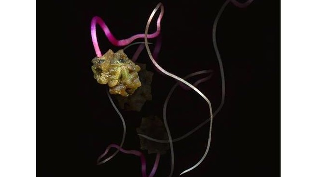 Photographie de graine de betterave germée sur fond noir.