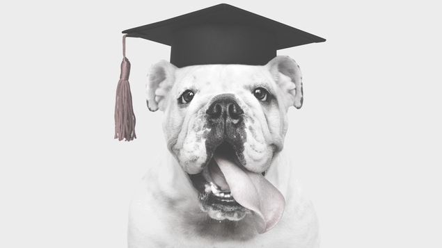 Un bouledogue anglais portant un mortier tire la langue